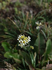 Draba pusilla