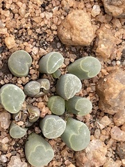 Frithia pulchra