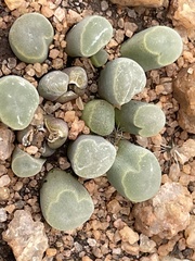 Frithia pulchra