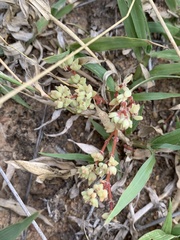 Portulaca hereroensis