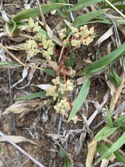 Portulaca hereroensis