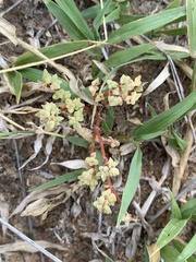 Portulaca hereroensis