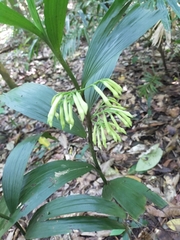 Corymborkis veratrifolia