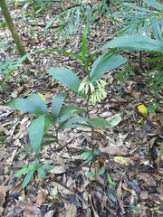 Corymborkis veratrifolia