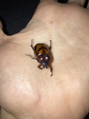 Oryctomorphus bimaculatus