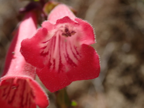 Pinto Beardtongue