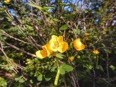 Senna bicapsularis
