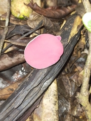 Phillipsia subpurpurea