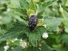 Oxythyrea noemi