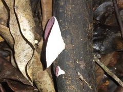 Phillipsia subpurpurea