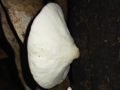 Phillipsia subpurpurea