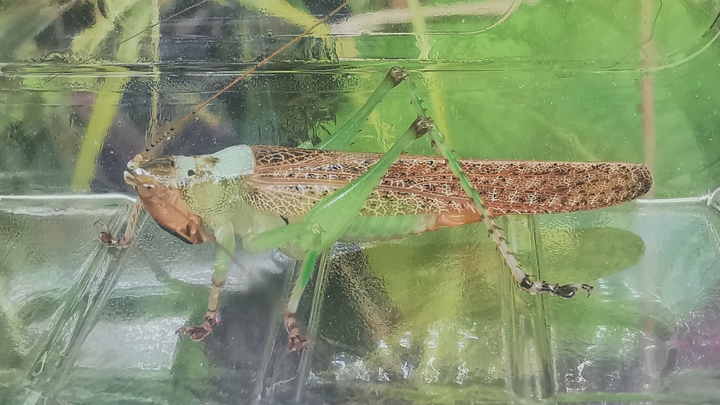 Eschatoceras virescens