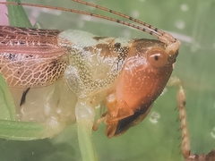Paralobaspis