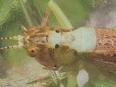Paralobaspis