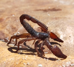 Scorpionoidea