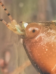 Paralobaspis