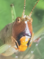 Paralobaspis