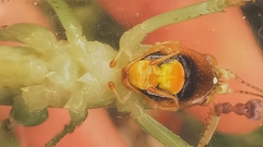 Paralobaspis