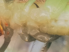 Paralobaspis