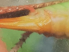 Paralobaspis