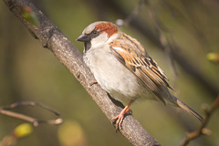 House Sparrow photo 1
