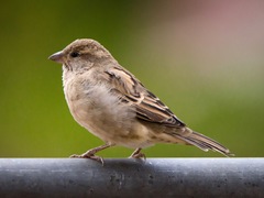 House Sparrow photo 3