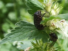 Oxythyrea noemi