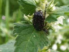 Oxythyrea noemi