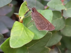 Cymaenes tripunctus theogenis