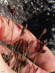 Restio pedicellatus