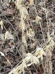 Silene stellata