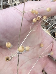 Silene stellata