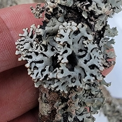 Hypogymnia incurvoides