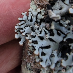 Hypogymnia incurvoides
