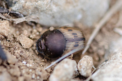Onthophagus lemur