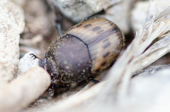 Onthophagus lemur