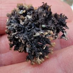 Hypogymnia incurvoides