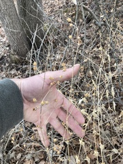 Silene stellata