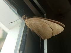 Erionota thrax