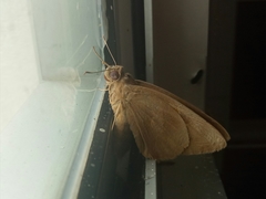 Erionota thrax