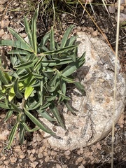 Lithops