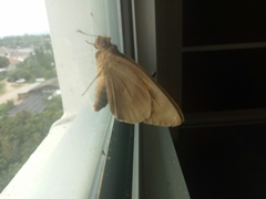 Erionota thrax