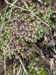 Asterella tenella