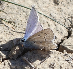 Polyommatus celina