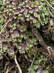 Asterella tenella