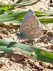 Polyommatus celina