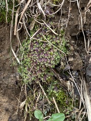 Asterella tenella