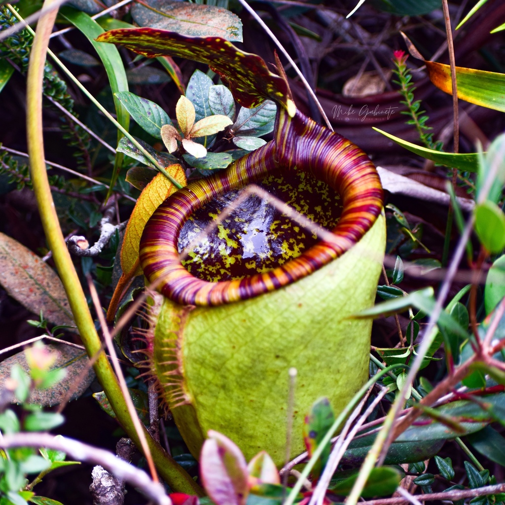 Nepenthes attenboroughii A.S.Rob., S.McPherson & V.B.Heinrich