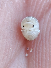 Armadillidium album