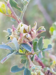 Dasineura coronillae